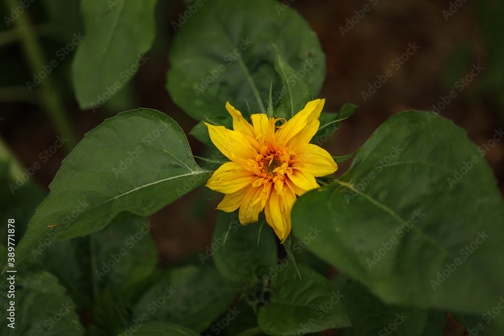 Small yellow sunflower emerging in vegetable garden Small yellow sunflower emerging in vegetable garden