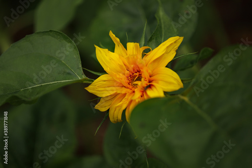 Small yellow sunflower emerging in vegetable garden