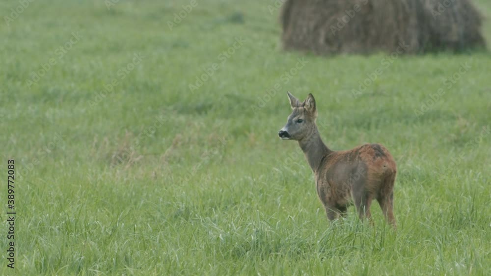 Roe deer in dawn dusk evening autumn light between hay rolls eating playing Roe deer in dawn dusk evening autumn light between hay rolls eating playing