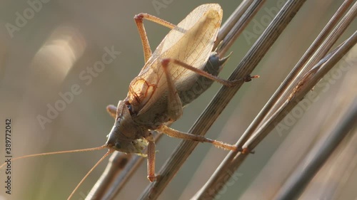Bush cricket in late autumn evening light chirping on grass stem