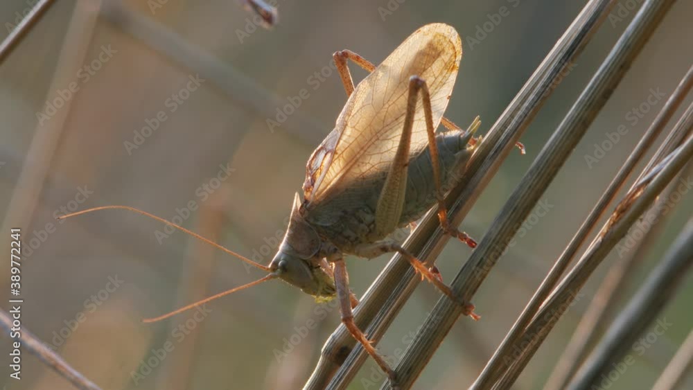 Bush cricket in late autumn evening light chirping on grass stem Bush cricket in late autumn evening light chirping on grass stem