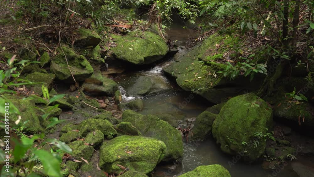 Creek runs in a rain forest between stones covered with green moss.