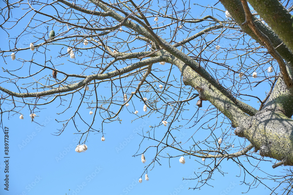 Silk floss tree, ceiba speciosa, in spring. Leafless branches, cottony fruits Silk floss tree, ceiba speciosa, in spring. Leafless branches, cottony fruits