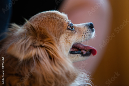 portrait du visage d'un chien à long poil avec la bouche ouverte et la langue sortie © Veronique