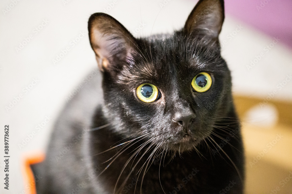 Gros plan sur le visage d'un chat noir avec des yeux jaunes