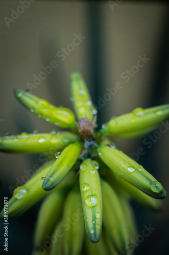 Plant with morning dewdrops