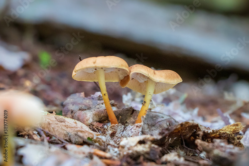 Orange mushrooms growing in leaf litter