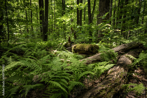 Fototapeta Naklejka Na Ścianę i Meble -  The Forest Reclaiming Blow Downs