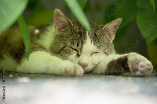 A cat that sleeps comfortably © nyagome