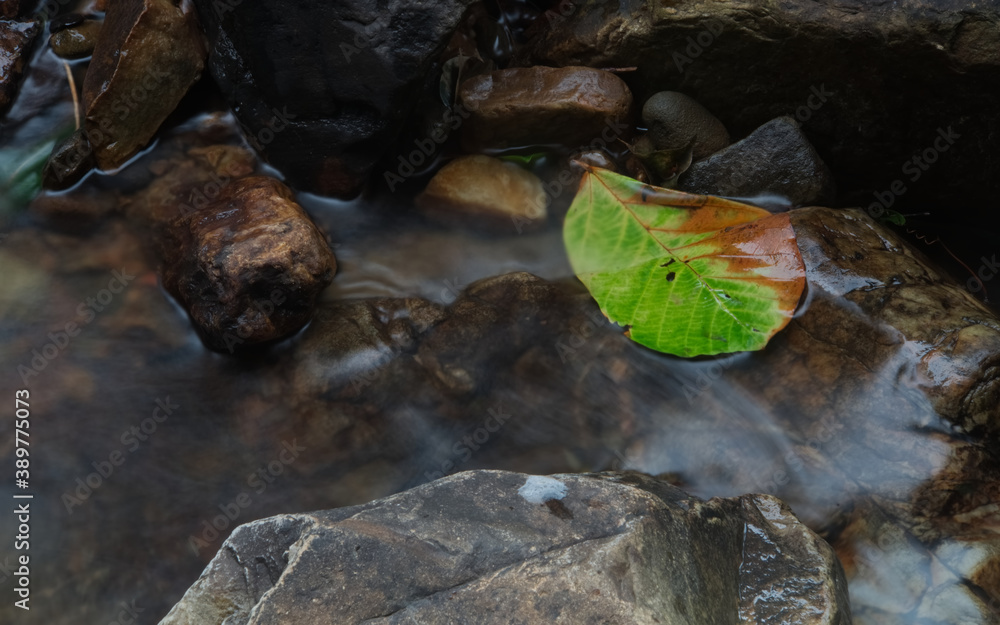 Obraz premium A fallen decayed leaf between waterfall flow on rock 