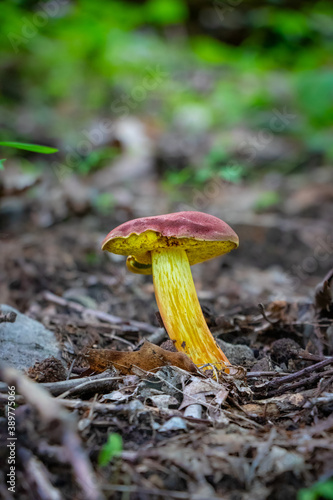 Lanmaoa pallidorosea (Bouillon Bolete) mushroom growing in leaf litter