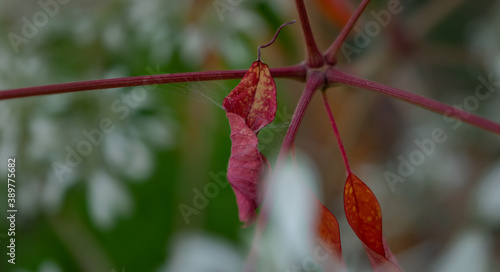 red leaf on a tree held by spider web on a blurred background; Euphorbia leucocephala