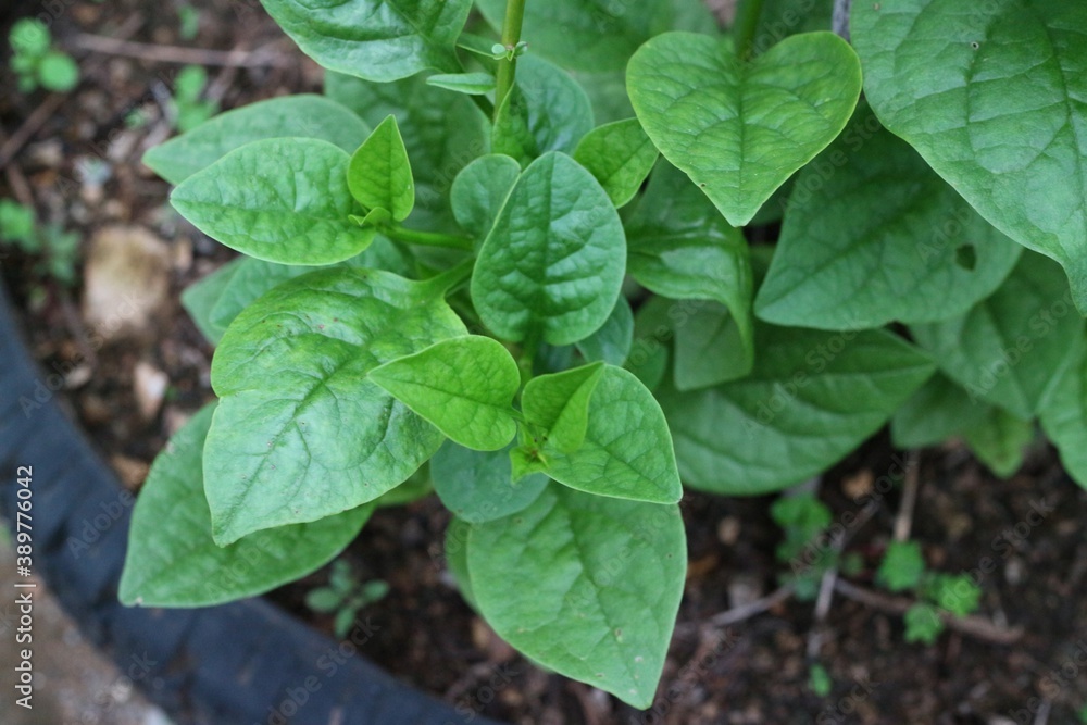 leaves in the garden The top of the green vegetables, vegetable garden Organic, healthy and full of vitamins and minerals. leaves in the garden The top of the green vegetables, vegetable garden Organic, healthy and full of vitamins and minerals.