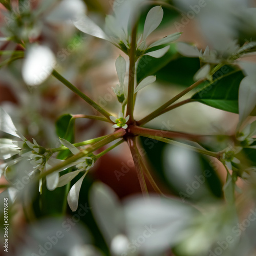 Green leaves and white flowers, witha little white flower on the center, from Noivinha - Euphorbia leucocephala on a pinkish blurred background photo