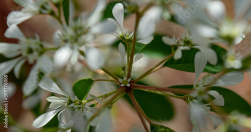 Green leaves and white flowers, witha little white flower on the center, from Noivinha - Euphorbia leucocephala on a pinkish blurred background photo