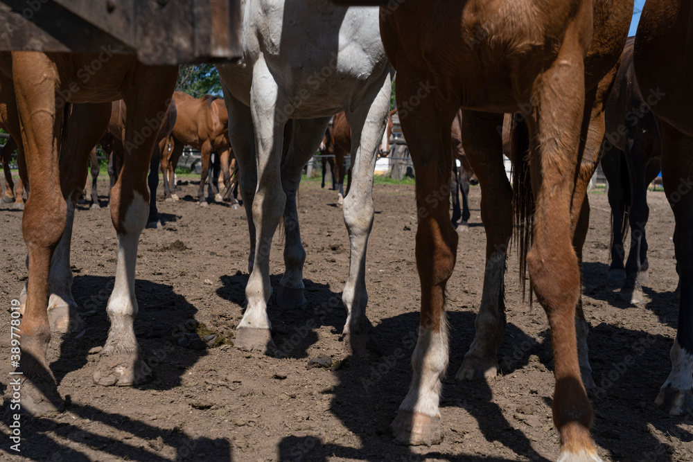 Fototapeta premium Group of Polo horses in a corral in an Argentine field. Animals.