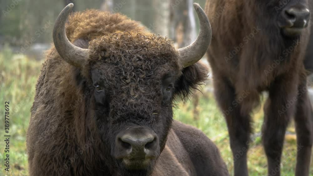 Close up shot of Big European Bison with golden reddish-brown fur lying down and resting amidst a small herd, in the middle of a beautiful forest. Close up shot of Big European Bison with golden reddish-brown fur lying down and resting amidst a small herd, in the middle of a beautiful forest.