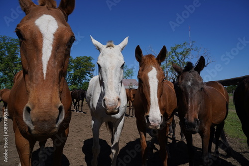 Group of Polo horses in a corral in an Argentine field. Animals.