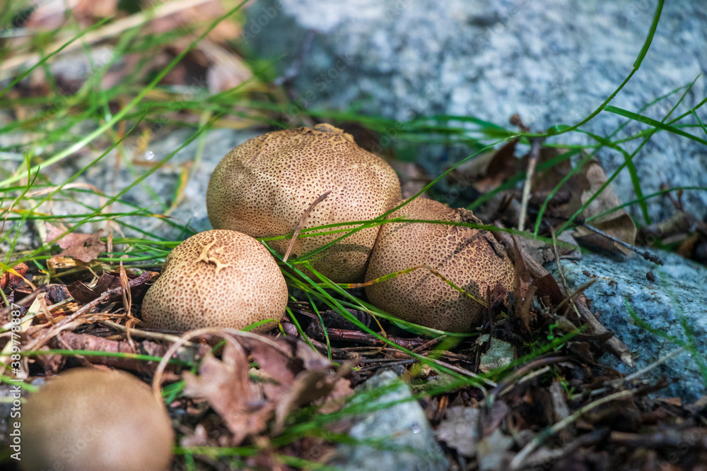 Scleroderma citrinum growing in the woods Scleroderma citrinum growing in the woods