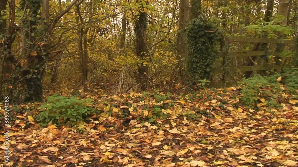 Autumn leaves lying on the ground in the English village of Asfordby Valley near Melton Mowbray in the county of Leicestershire Autumn leaves lying on the ground in the English village of Asfordby Valley near Melton Mowbray in the county of Leicestershire