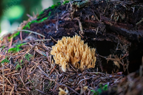 Ramaria mushroom growing in the forest