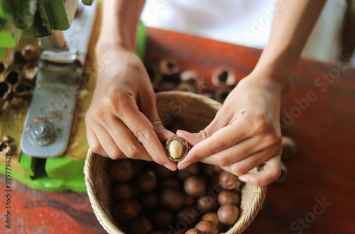 hand hold macadamia for eating in home 