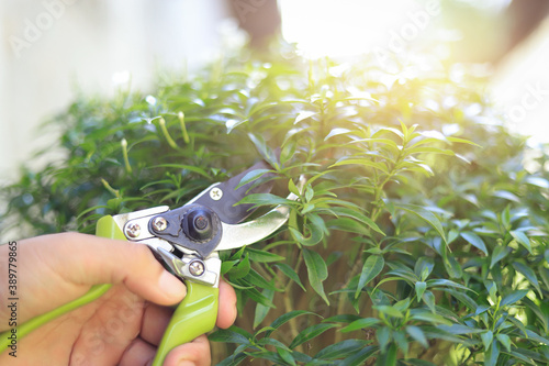 scrissors cutting tree for decoratoin in home  photo