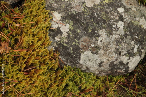 Knight's Plume (Ptilium crista-castrensis) moss with rock in Beartooth Mountains, Montana photo