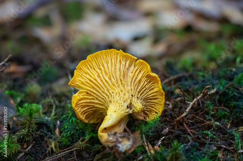 Golden chanterelle (Cantharellus cibarius) in the woods