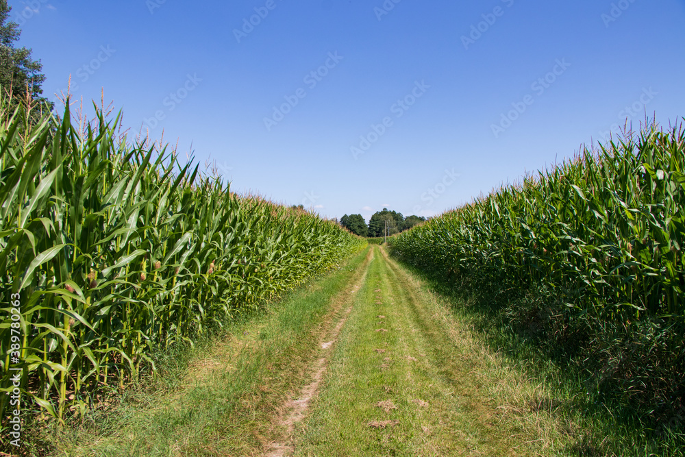 Path in the corn fields Path in the corn fields