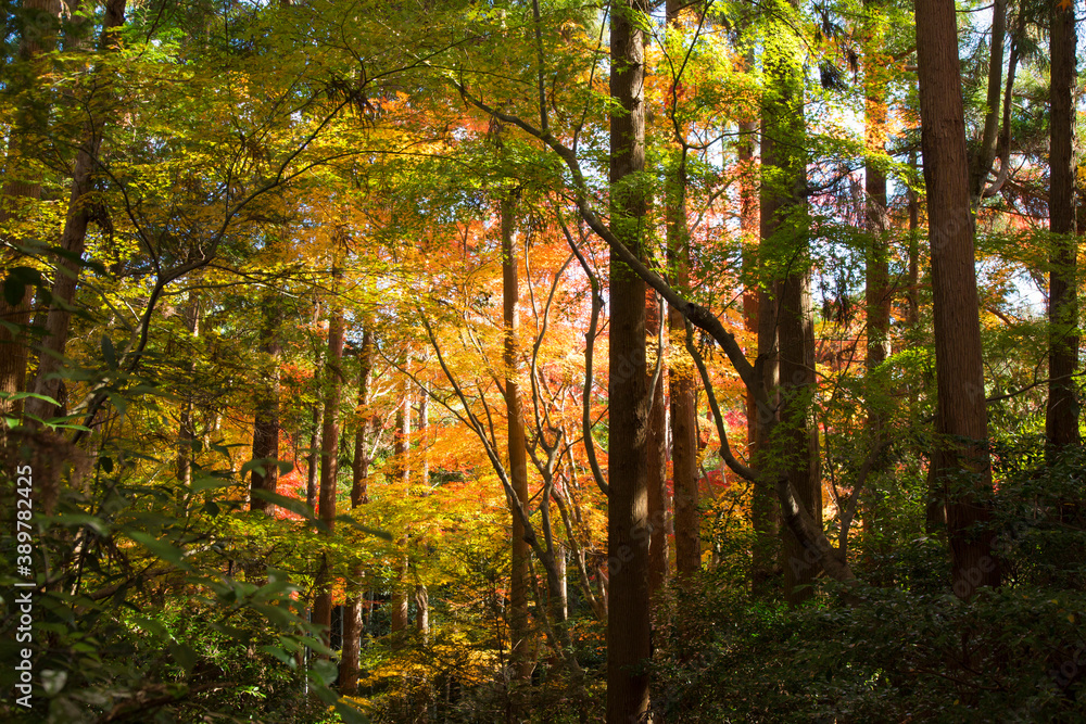 Obraz premium 秋の嵯峨野