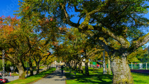 Park stroll through gnarly trees on a bright Fall afternoon in BC