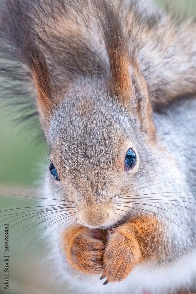 The squirrel with nut sits on a tree in the winter or autumn The squirrel with nut sits on a tree in the winter or autumn