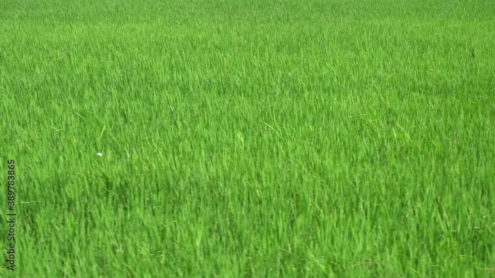 Move in green paddy field. natural outdoor Move in green paddy field. natural outdoor