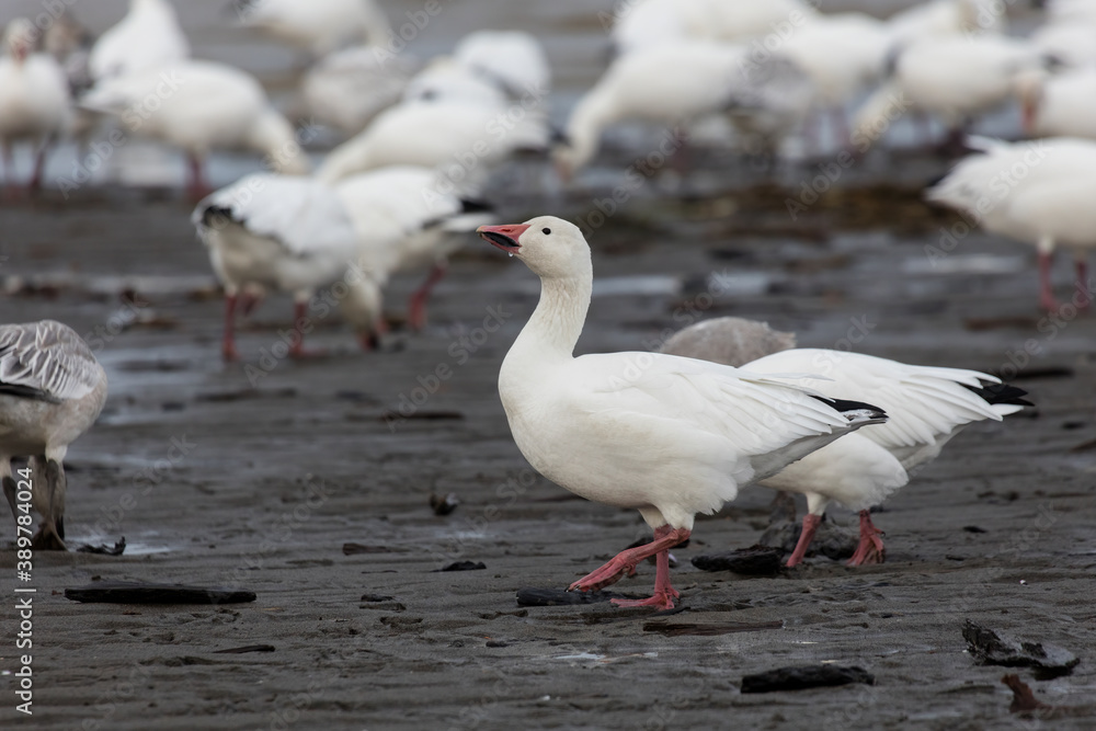 White snow goose