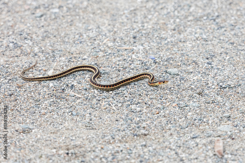 red garter snake