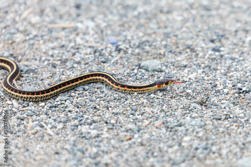 red garter snake