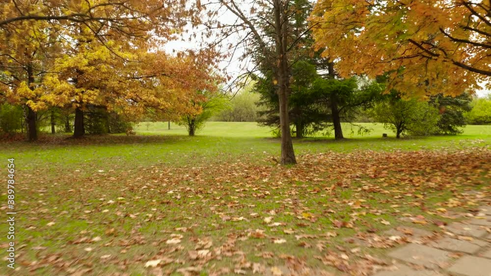 Drone flying under beautiful autumn trees while leaves fall on the ground Drone flying under beautiful autumn trees while leaves fall on the ground
