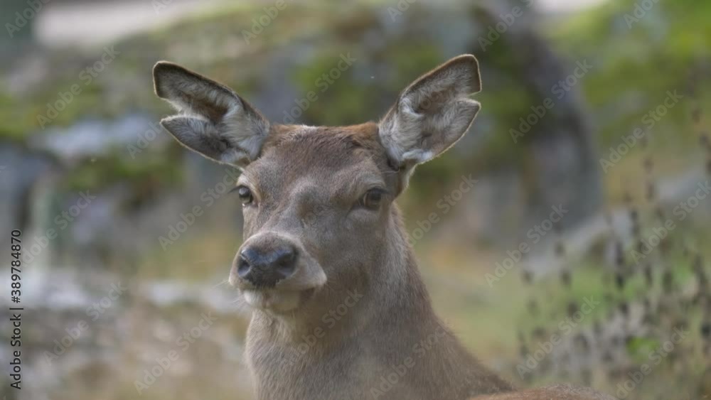 Portrait of Pale brown Fallow Deer beware of his surroundings, in a rocky nordic forest - Close up Portrait of Pale brown Fallow Deer beware of his surroundings, in a rocky nordic forest - Close up