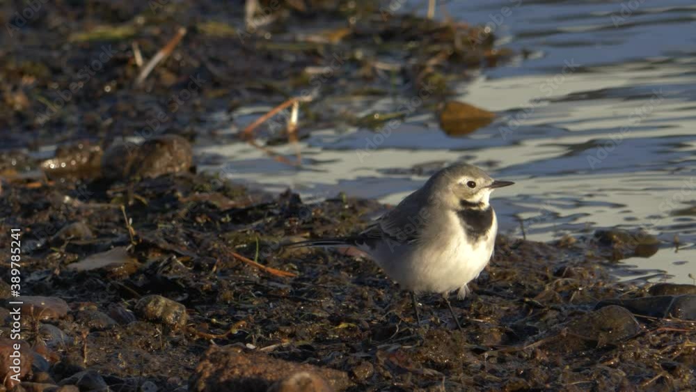 Small White wagtail bird resting on the edge of a river at dusk - Medium low angle long shot Small White wagtail bird resting on the edge of a river at dusk - Medium low angle long shot