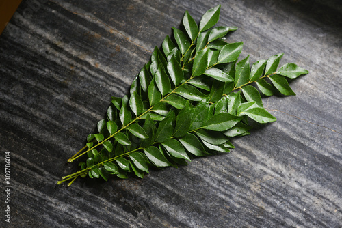 Fresh Indian curry leaf  organic from home kitchen garden farm fresh herbs for seasoning Kerala India. Agriculture harvest . Very popular used for cooking , seasoning in South India  photo