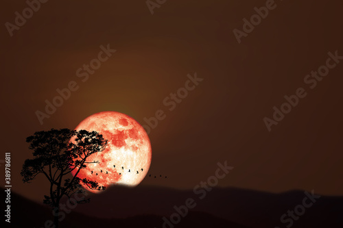 Full harvest orange moon and silhouette birds flying over dry trees in the night sky