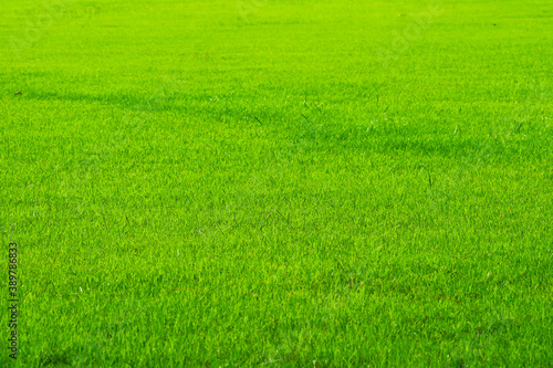 golf sport nature green grass in the field background