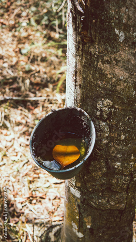 An abandoned black plastic latex bowl for rubber milk hanging on the tree. Unused rubber container filled with rain water and tree leaf. Milky latex extraction plantation. Vintage look and concept.