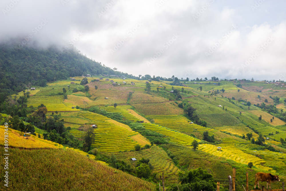 Obraz premium Landscape of Rice terraces on mountain at Ban Pa Pong Piang, Doi Din Thanon, Chiang Mai, Thailand