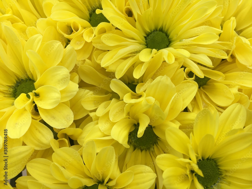 Fototapeta premium yellow chrysanthemum flowers