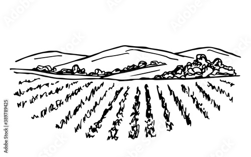Rural landscape, vineyard, farm field, trees, bushes, mountains on the horizon. Simple hand-drawn vector drawing in black outline. Agricultural plants, plantation, growing organic products, vegetables