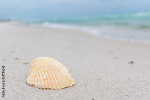 shell on the beach © Ali