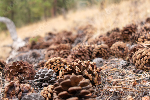close up of pine cones