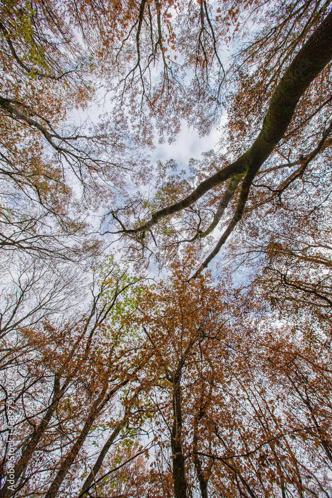 Autumn deciduous forest. City Park. Stavropol. Caucasus. Autumn deciduous forest. City Park. Stavropol. Caucasus.